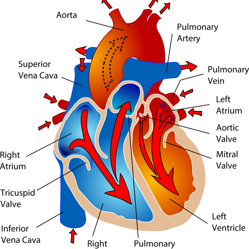Heart and Circulatory System