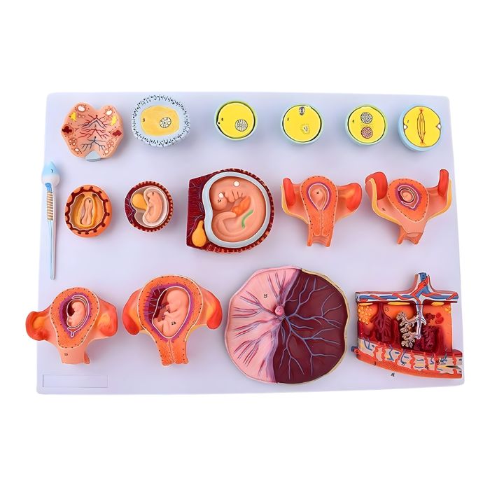 Human Fertilization and Early Embryogeny