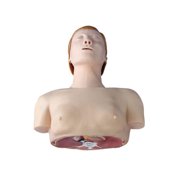 Basic CPR Training Model (Half Body)