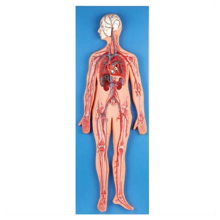 Circulatory System Model