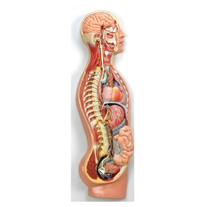 Sympathetic Nervous System