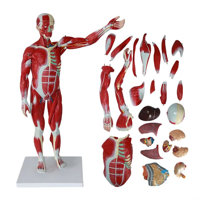 Muscles of Male with Internal Organs