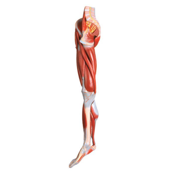 Muscles of Leg with Main Vessels