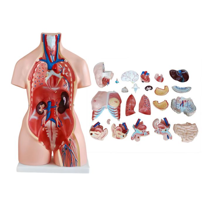 Unisex Torso 23 Parts