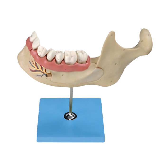 Lower Jaw of 18-year-old