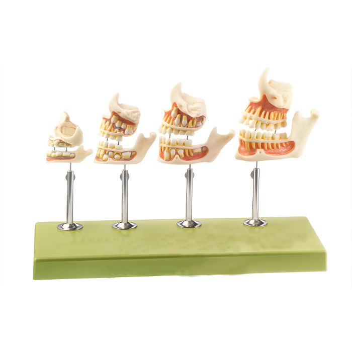 Development of a set of Teeth