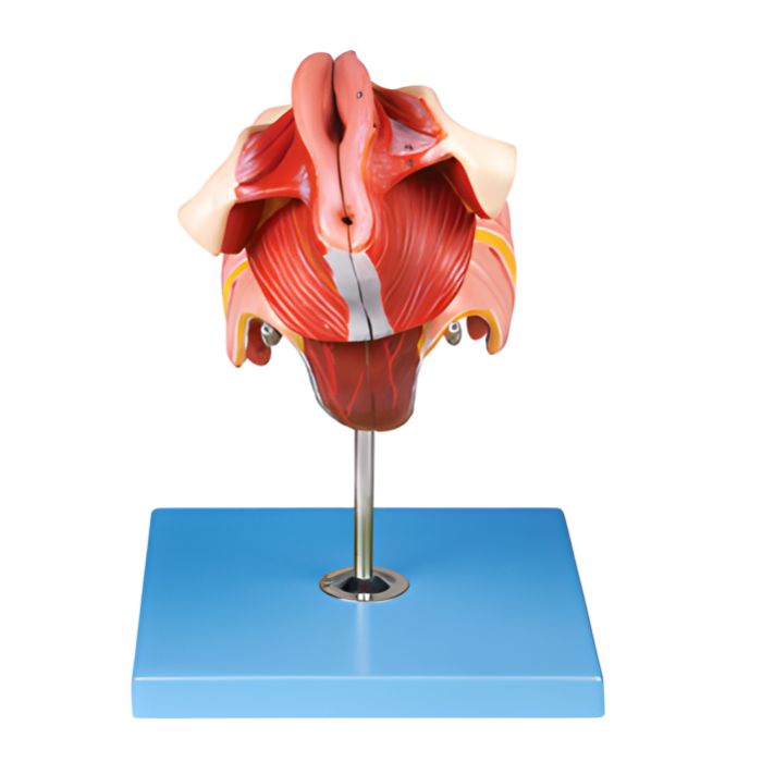 Female Genital Organs