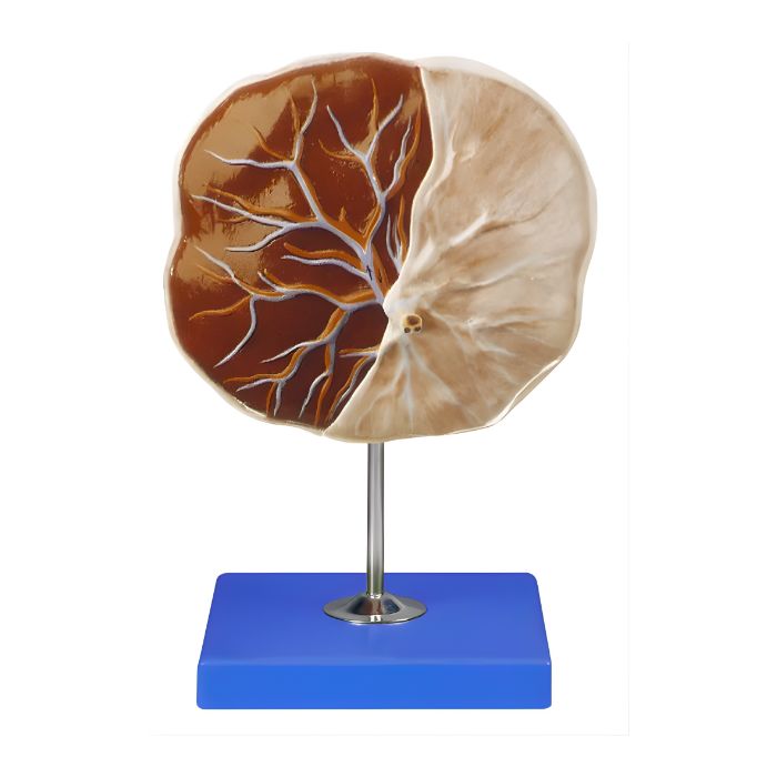 Placenta Model