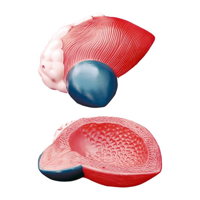 Expansion Model of Urinary Bladder