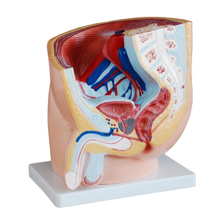 Human Male Pelvis Section (1 Part)