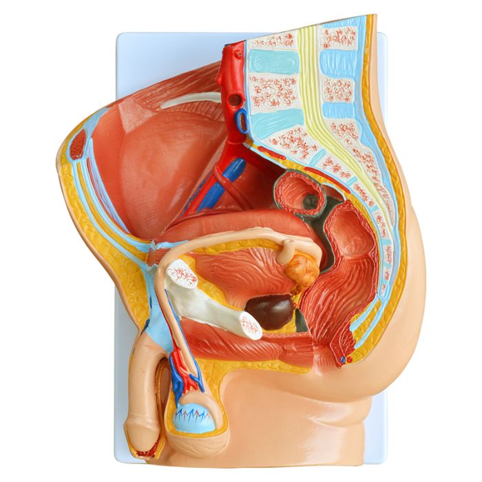 Human Male Pelvis Section (2 Parts)
