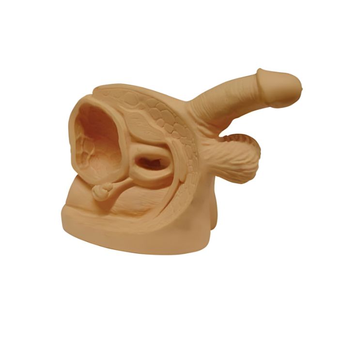 Advanced Male Internal & External Genital Organs