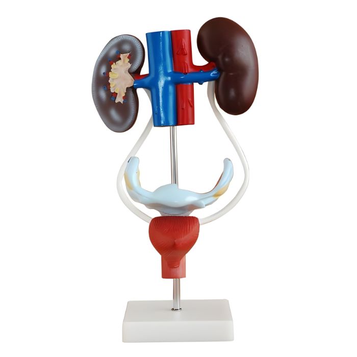 Female Urogenital System