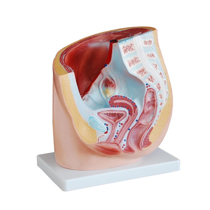  Human Female Pelvis Section (1 part)