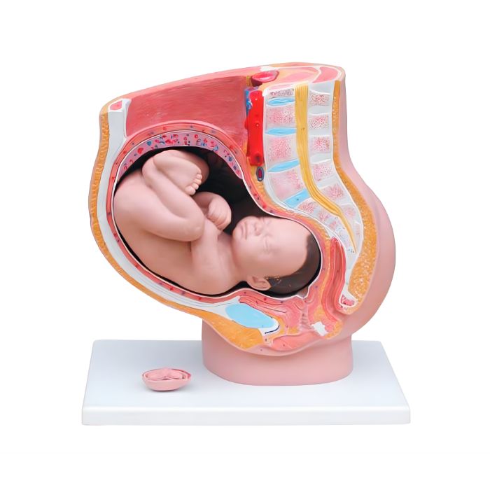 Human Female Pelvis Section (4 parts)