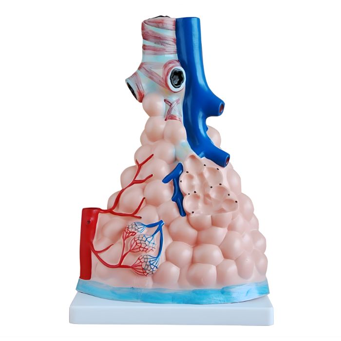 Magnified Pulmonary Alveoli Model